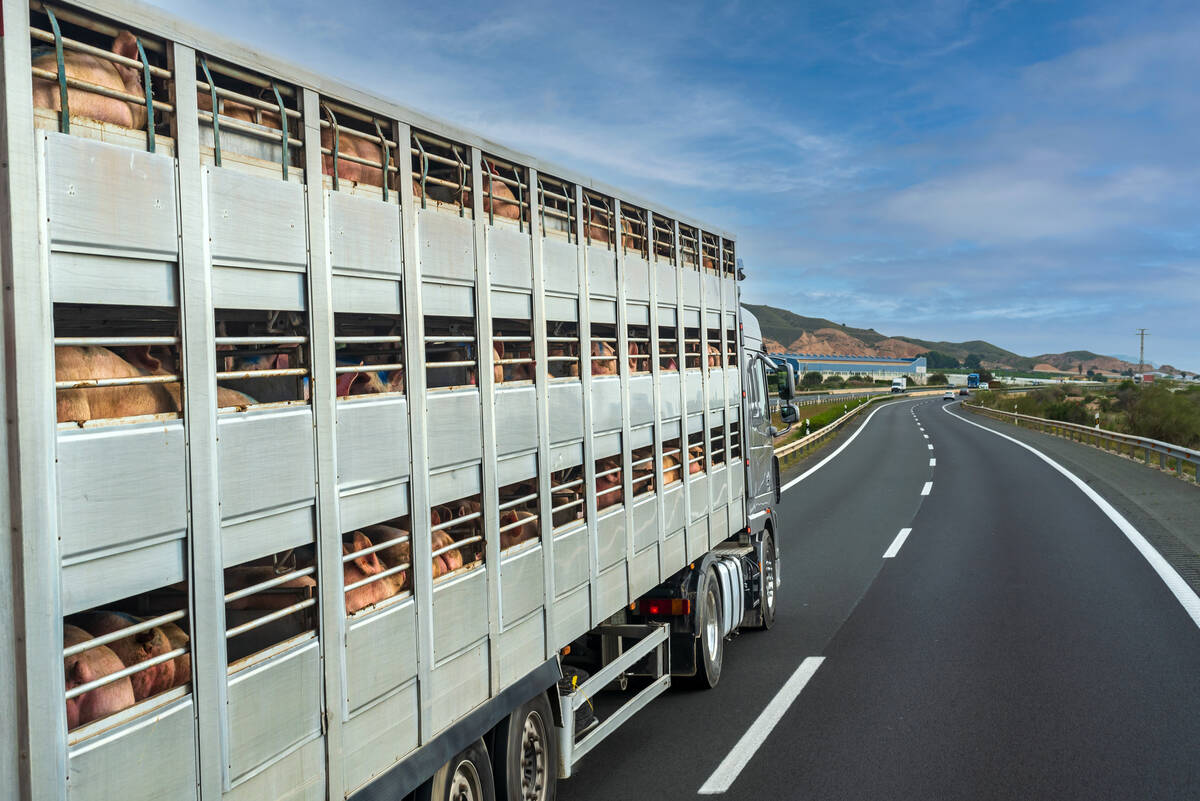 Pigs are transported in a livestock hauler truck.