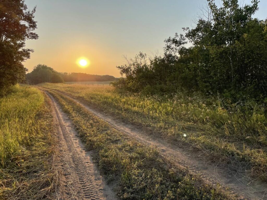 The peaceful view along a dirt path between two treed areas with the sun setting in the distance.