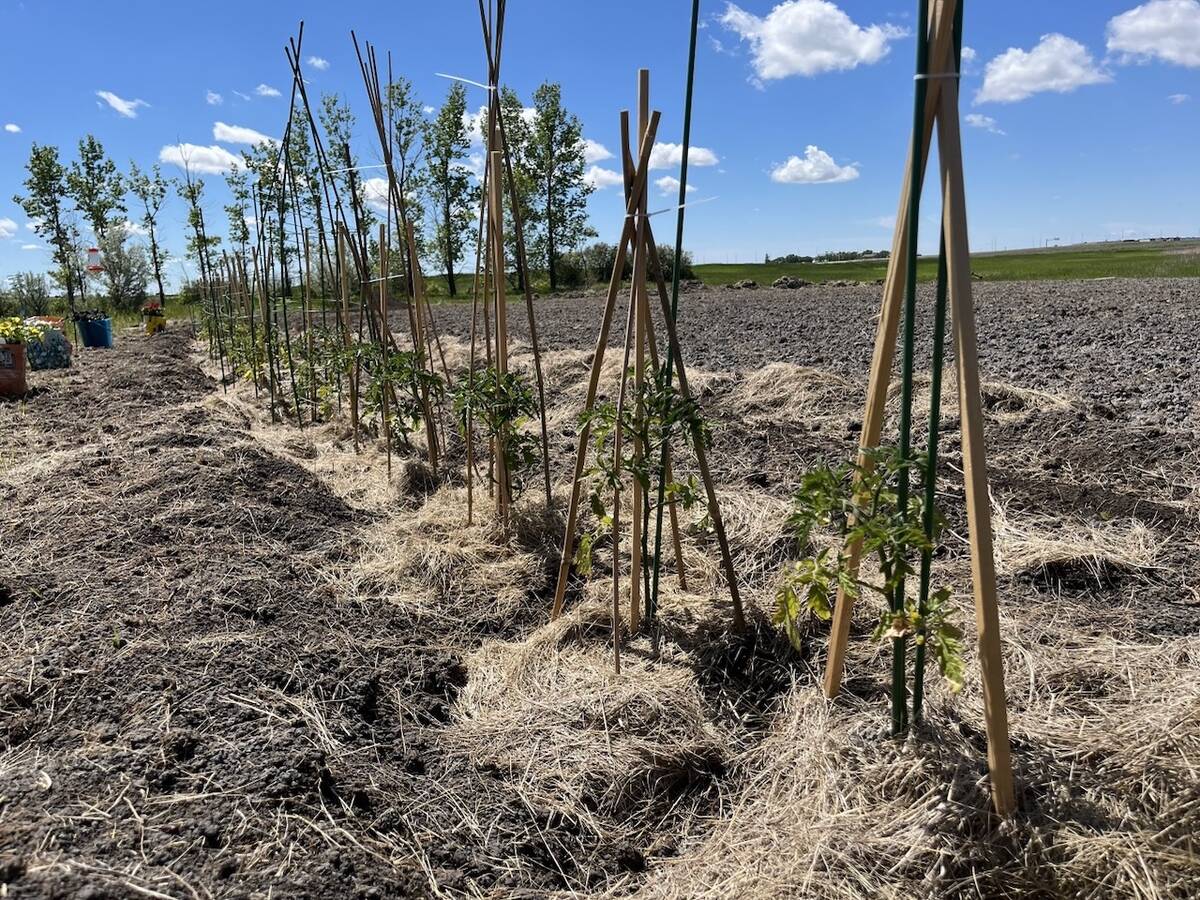 Sticks act as supports for young plants in a garden on a sunny day.