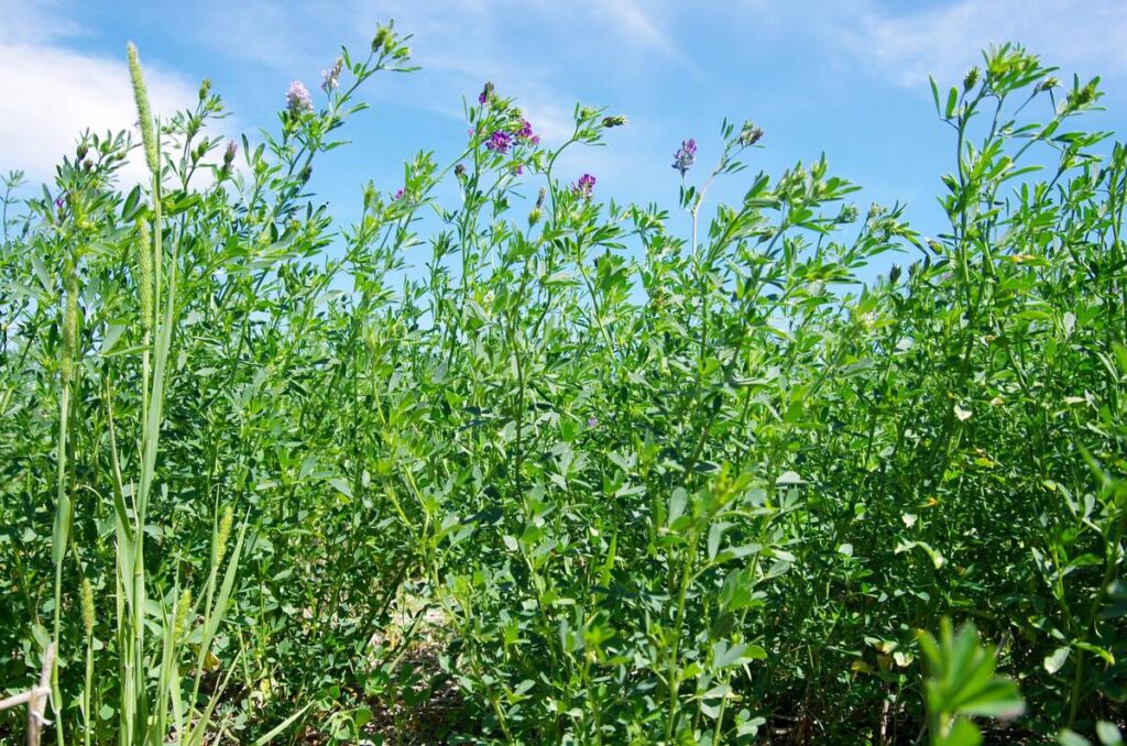 An alfalfa stand blooms in central Manitoba.