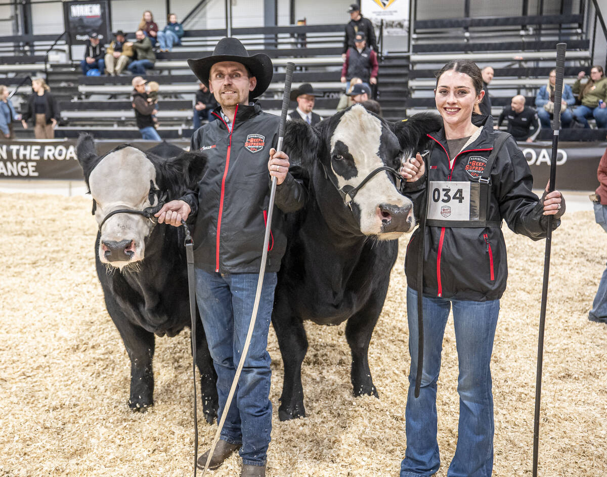 Cody and Madison Lafrentz of Wheatland Cattle Co. at Bienfait, Sask., with the supreme champion female, Wheatland Michael Lady 2291K and bull calf Wheatland Mich Bull 540N at Canadian Western Agribition 2025.