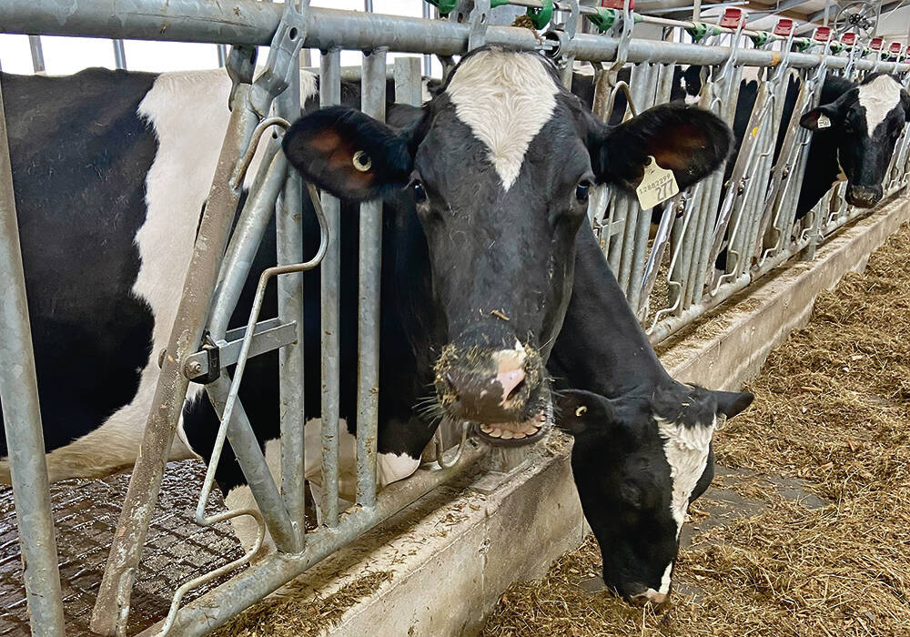 Dairy cattle stick their heads through the bars on their pen to feed.