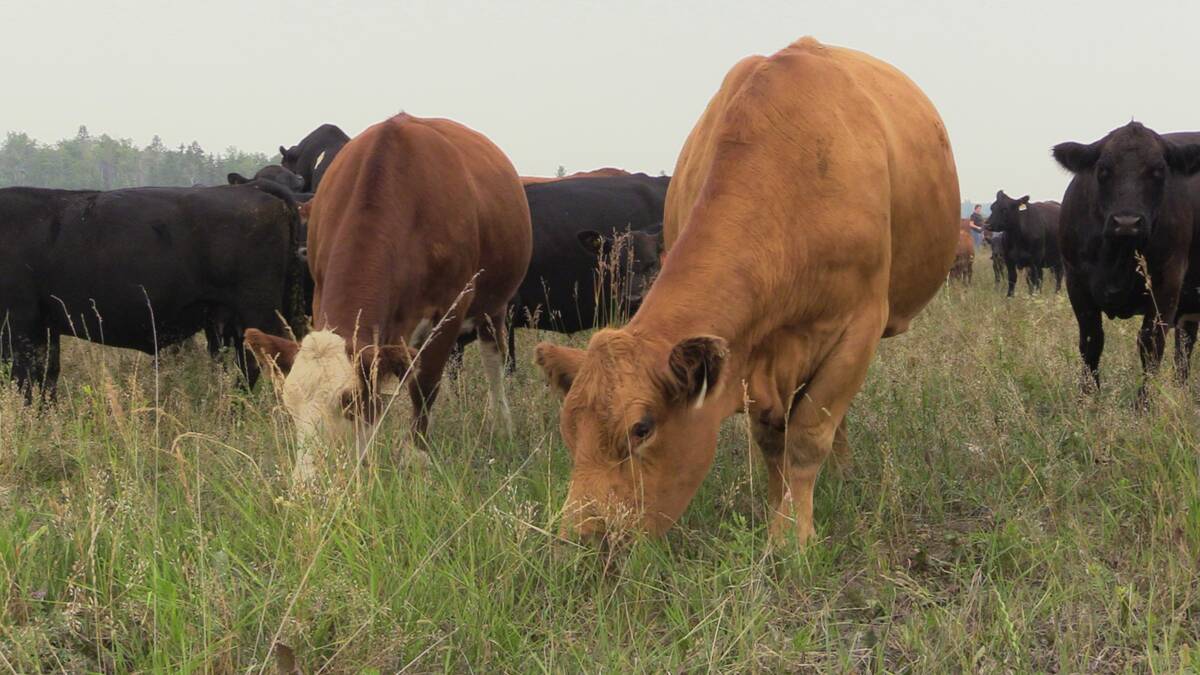 Cows grazing on Scott Duguid's pasture north of Gimli, Manitoba in July 2025.