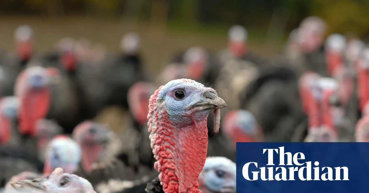 Bad season of bird flu in UK hits supply of Christmas turkeys | Food & drink industry