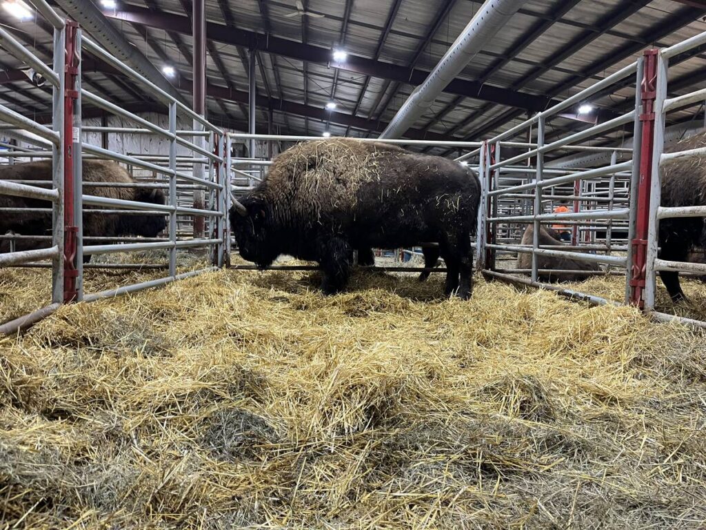 A bison stands in straw bedding in a pen at a farm show.