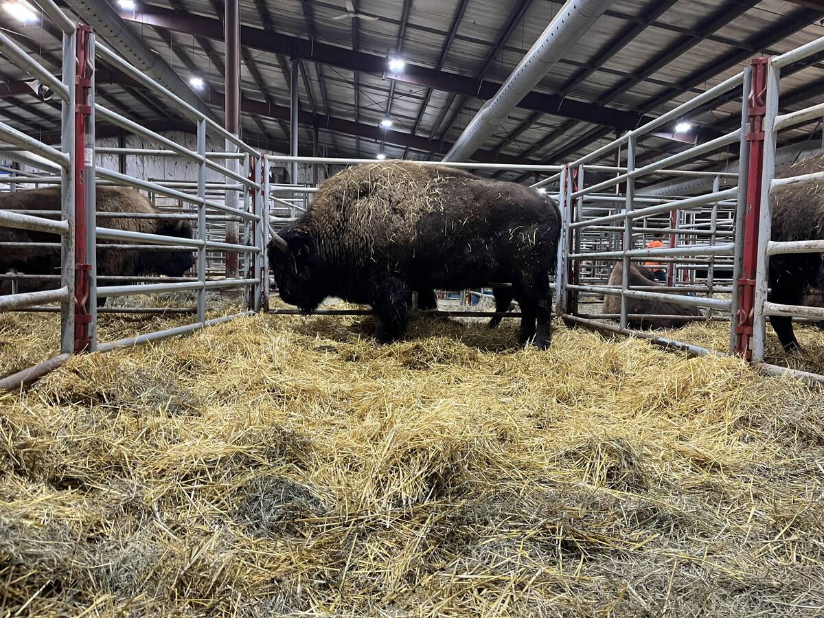 A bison stands in straw bedding in a pen at a farm show.