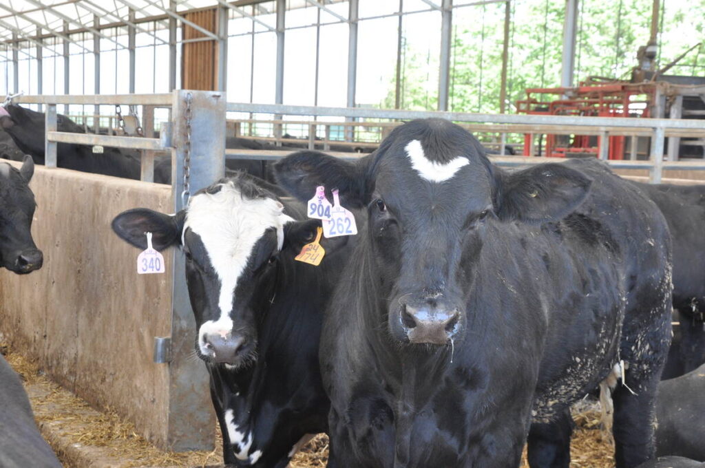Two cows stand in an alleyway under a barn with a roof but sides open to the outdoors.