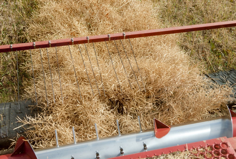 Looking down at a combine header as canola is harvested.