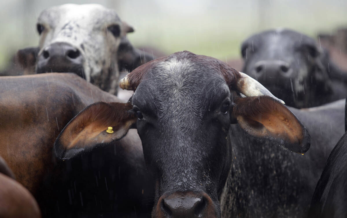 Cattle are seen in the Embrapa pasture in Porto Velho, northern Brazil.