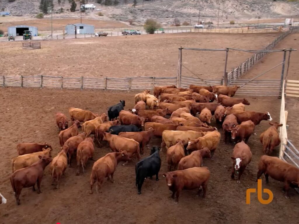 An overhead drone photo of some cattle being moved from one pen to another on a working ranch in British Columbia.