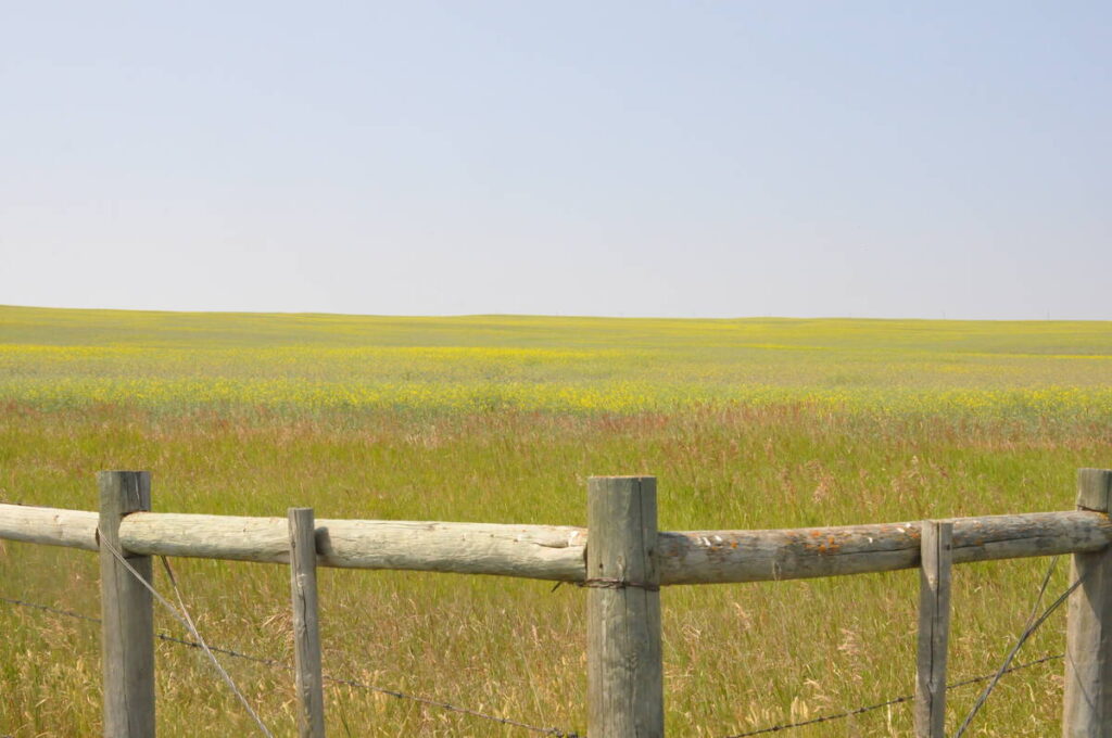 Photo of a ripening canola field with the wooden fence post corner bracing of a barbed-wire fence in the foreground.