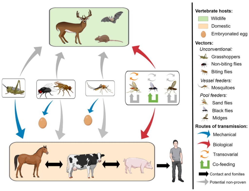 Contributed file from a 2018 study called Vesicular Stomatitis Virus Transmission: A comparison of Incriminated Vectors, by Paula Rozo-Lopez, Barbara S. Drolet and Beline Londono-Renteria
