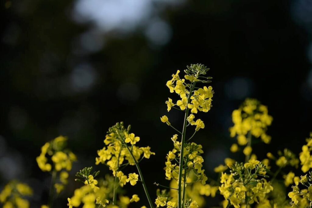 Canola flowers against a dark background of trees.