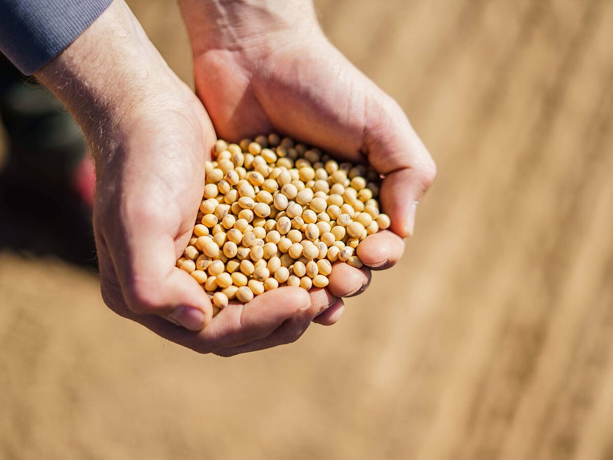 A close-up of the hands of a farmer holding soybean seed in his cupped hands.