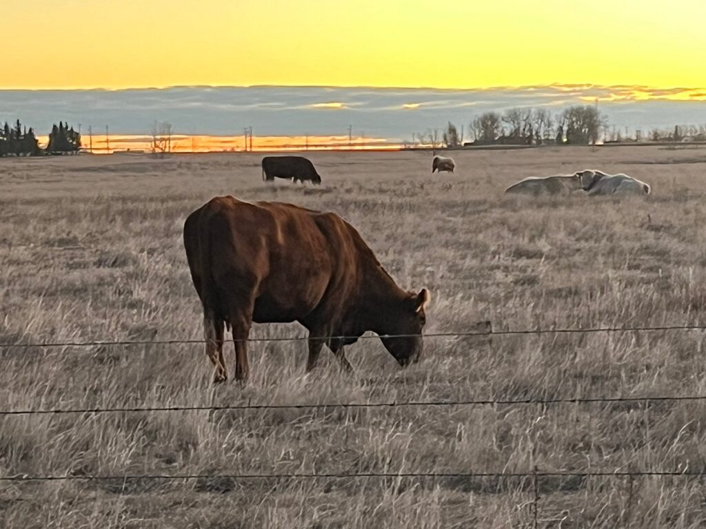Cattle graze in a dry pasture at sunset.