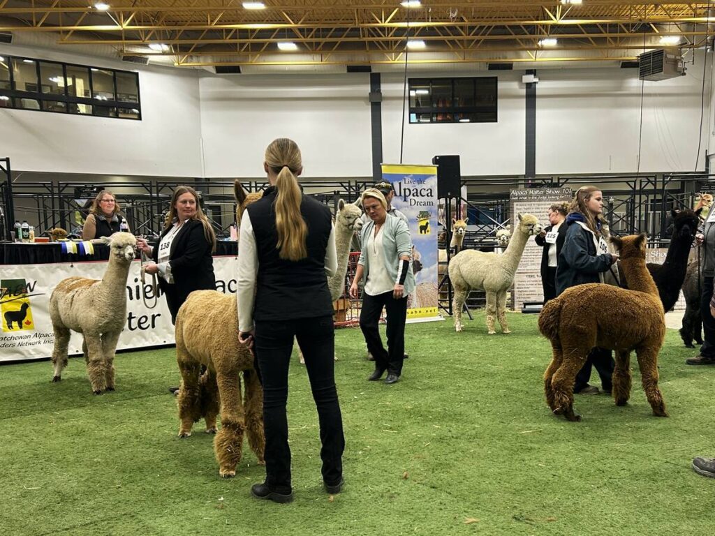 Alpaca halter show at Agribition 2025, judge Beverly Brehm in the centre. Photo: Janelle Rudolph