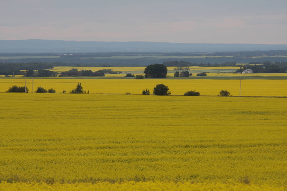 A shot from higher up on a hill of fields of blooming canola for as far as the eye can see.