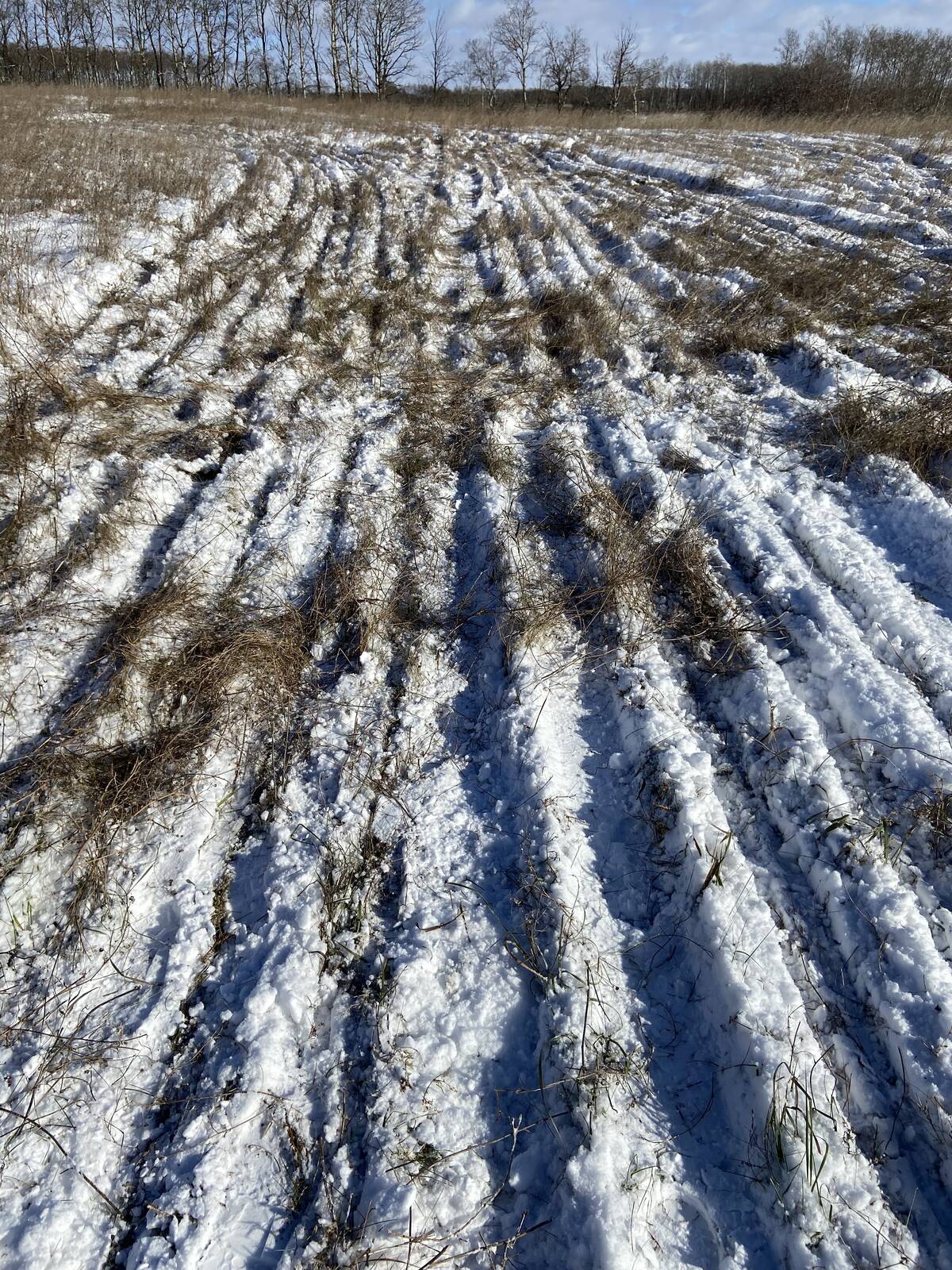 A snow-covered field with trenches visible from the seeder that has recently dormant-seeded it.