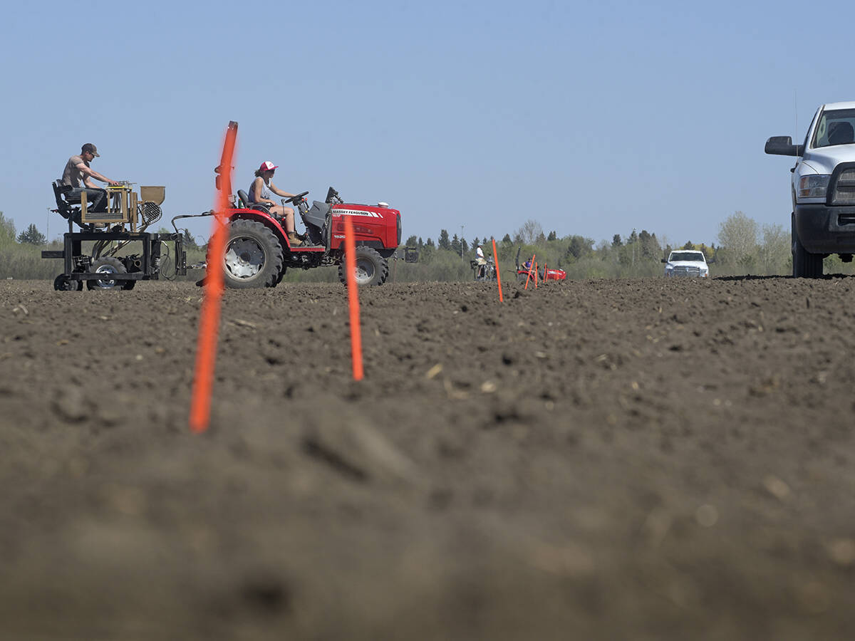 University of Saskatchewan research technicians plant F5 durum wheat at the Preston Rust Nursery in Saskatoon.