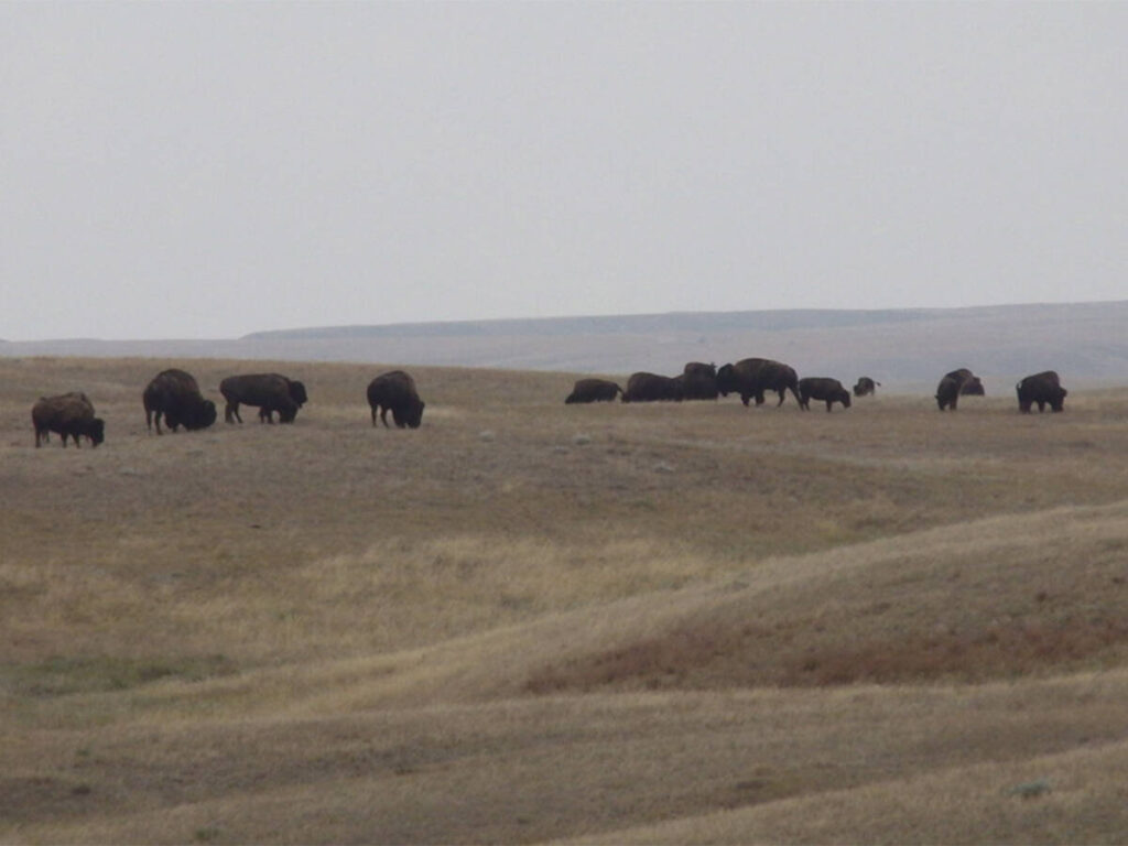 Bison graze on a hilltop in Grasslands National Park.