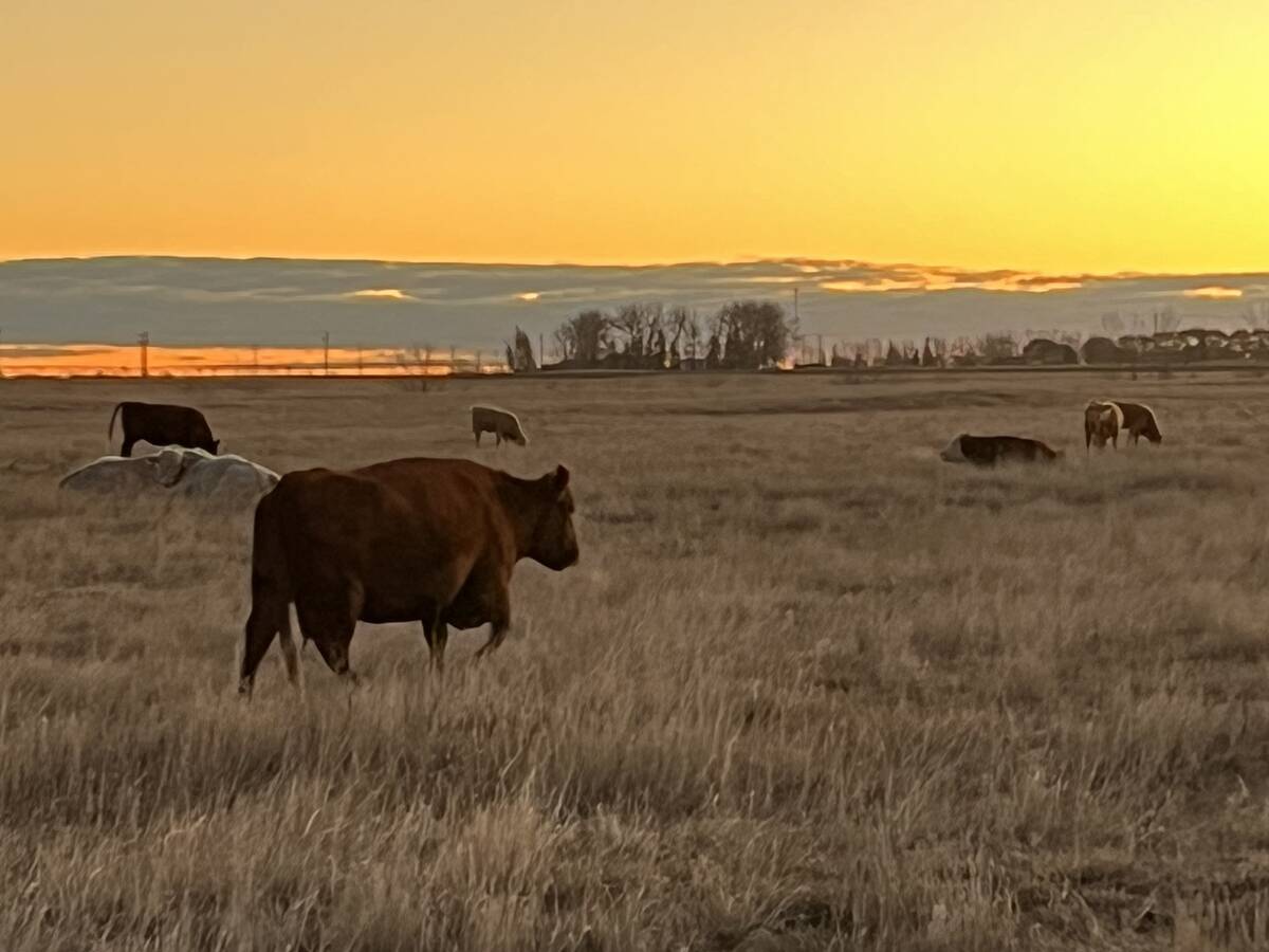 Cattle grazing in a pasture with the sun setting in the distance just outside the frame.