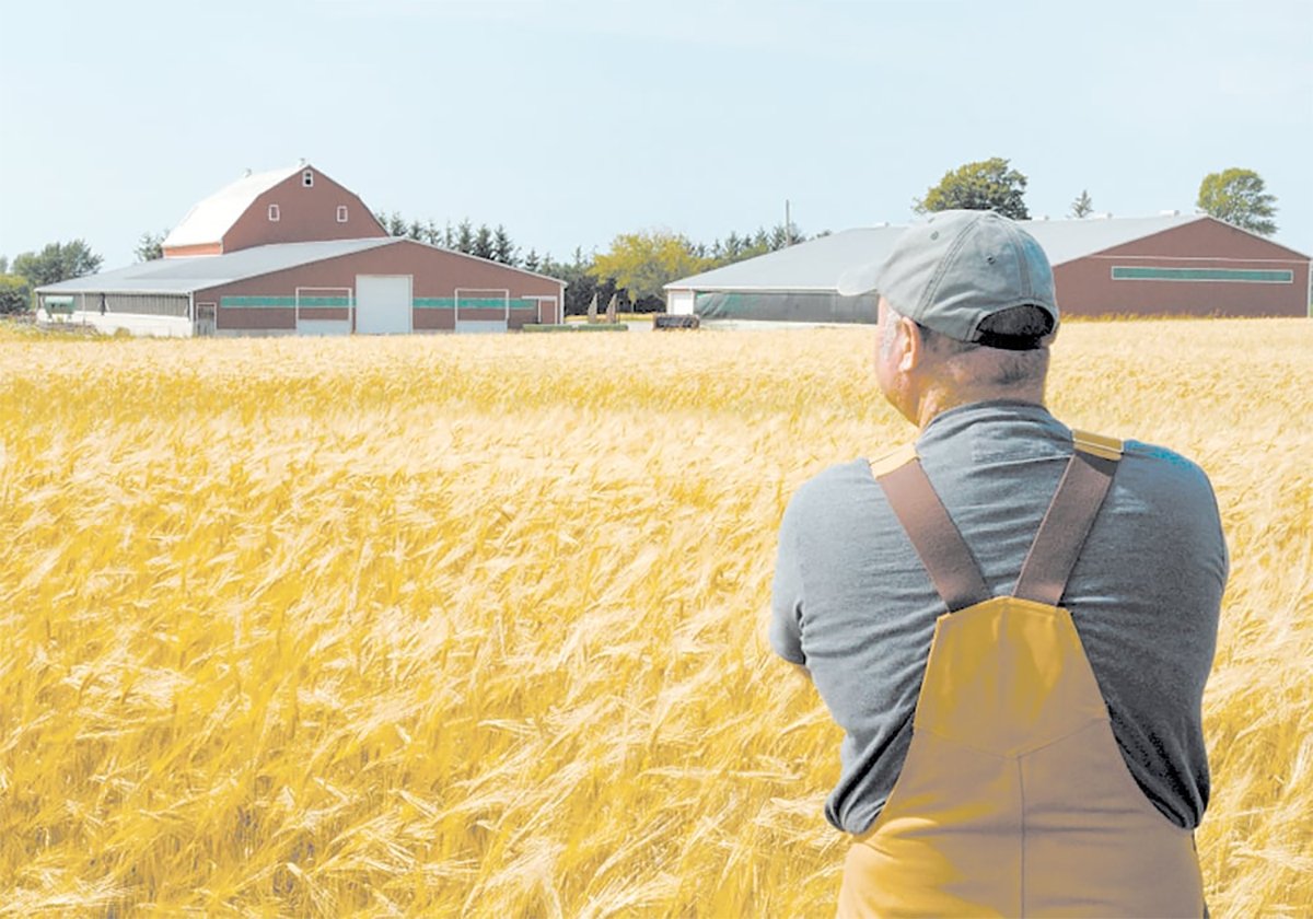 An older farmer stands in his ripe wheat field looking back toward his farmyard.