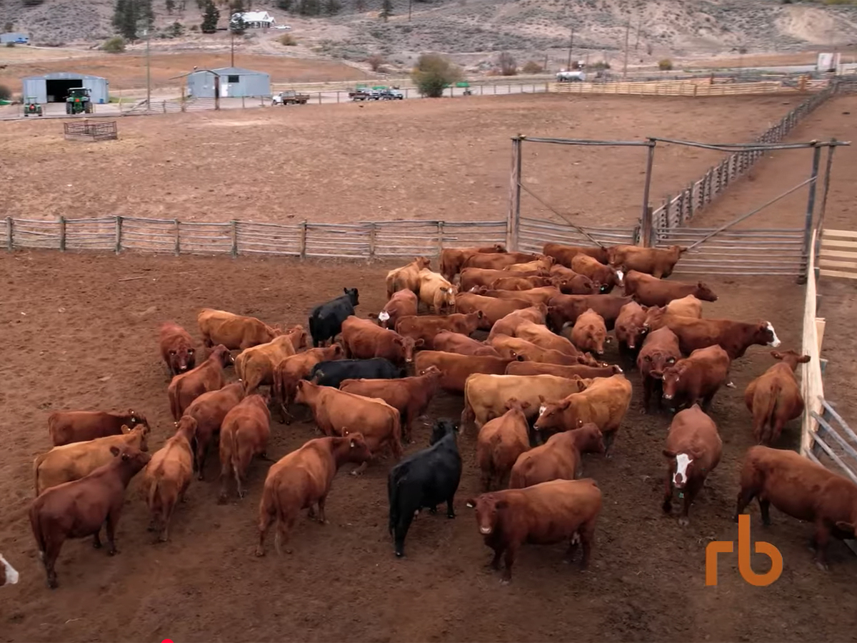 An overhead drone photo of some cattle being moved from one pen to another on a working ranch in British Columbia.