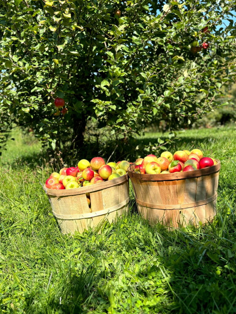 Freshly picked apples at Royal Orchards in King City, Ontario. Photo: Royal Orchards