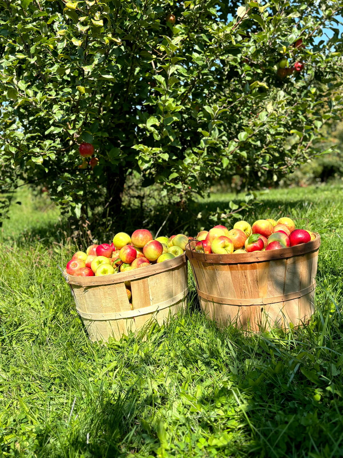 Freshly picked apples at Royal Orchards in King City, Ontario. Photo: Royal Orchards
