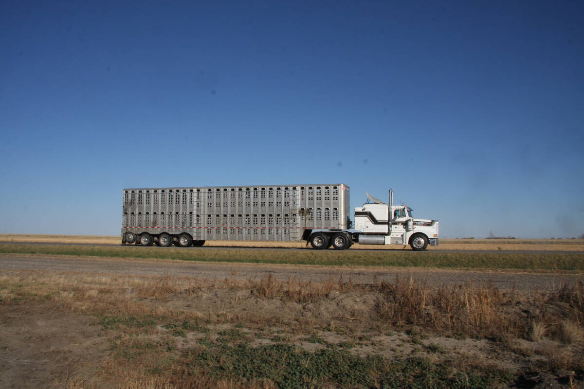 A cattle liner truck is photographed rolling down the highway against a clear blue sky background.