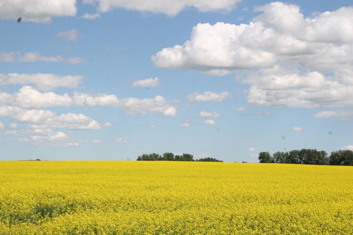 All of Alberta is yellow this summer as canola starts to bloom after a later spring and excess rain.