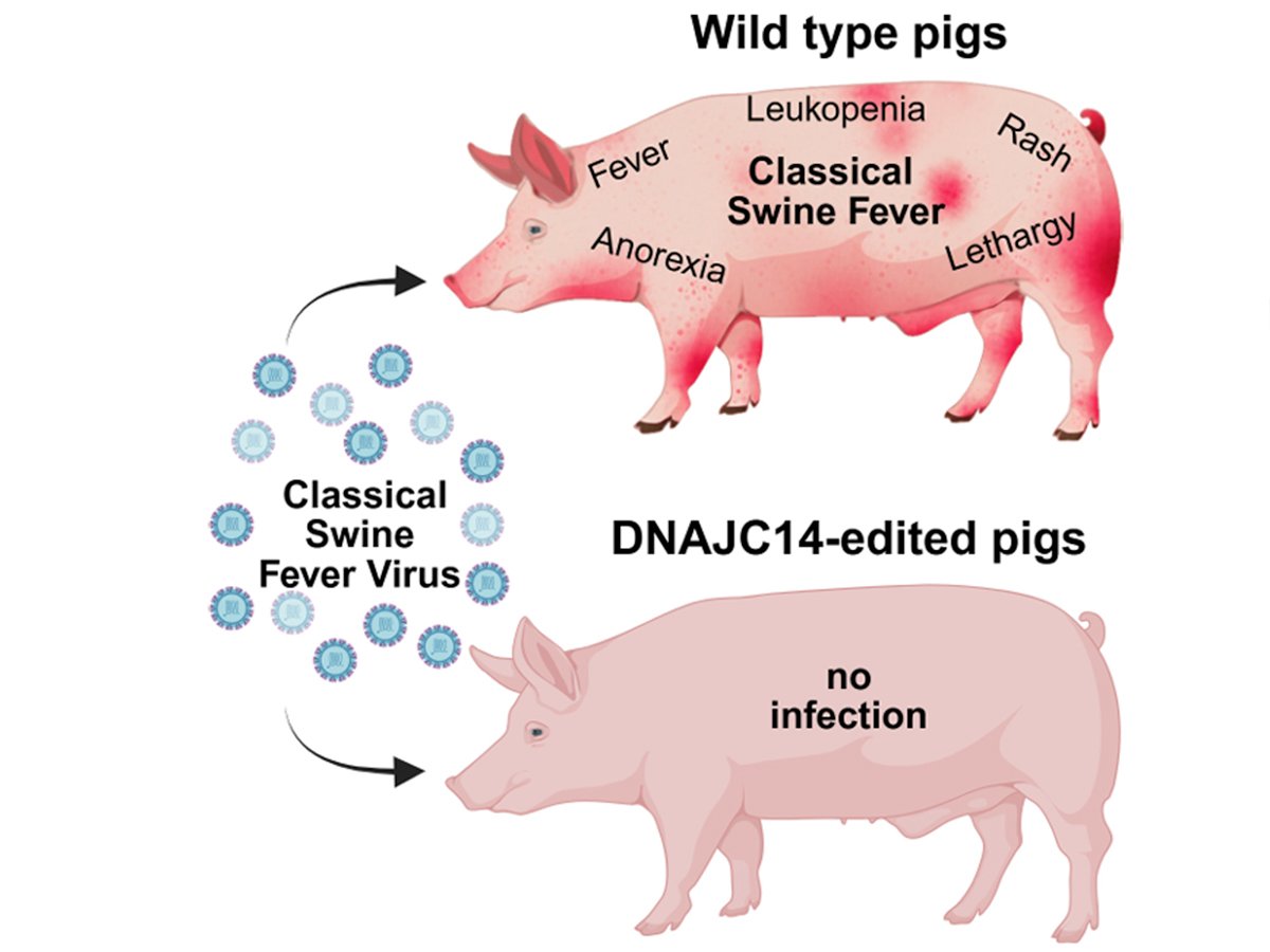 A graphic comparing two pigs, one labelled 