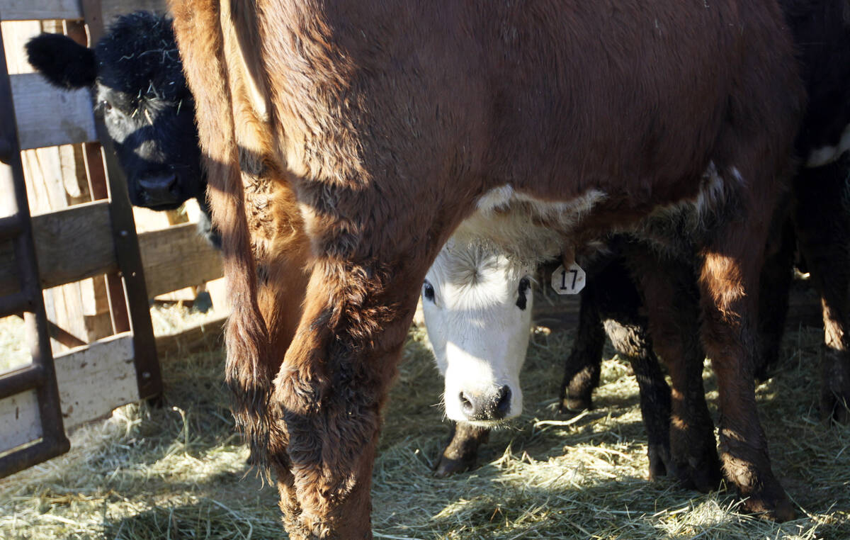 A white-faced calf peers underneath his mom at the camera from mom's far side. A black-faced calf looks around mom's rear.