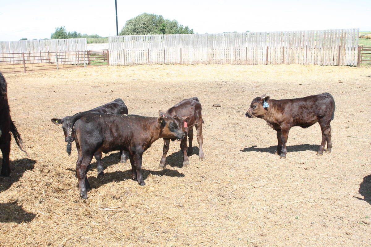 Four young calves stand in a pen with a gray wooden fence in the background.