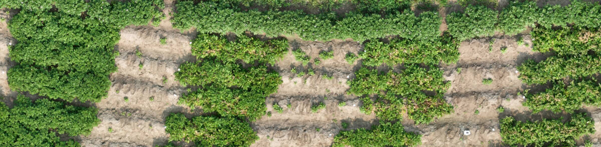An aerial view looking down on a lush green potato field showing brown patches in that field where no plants are growing.