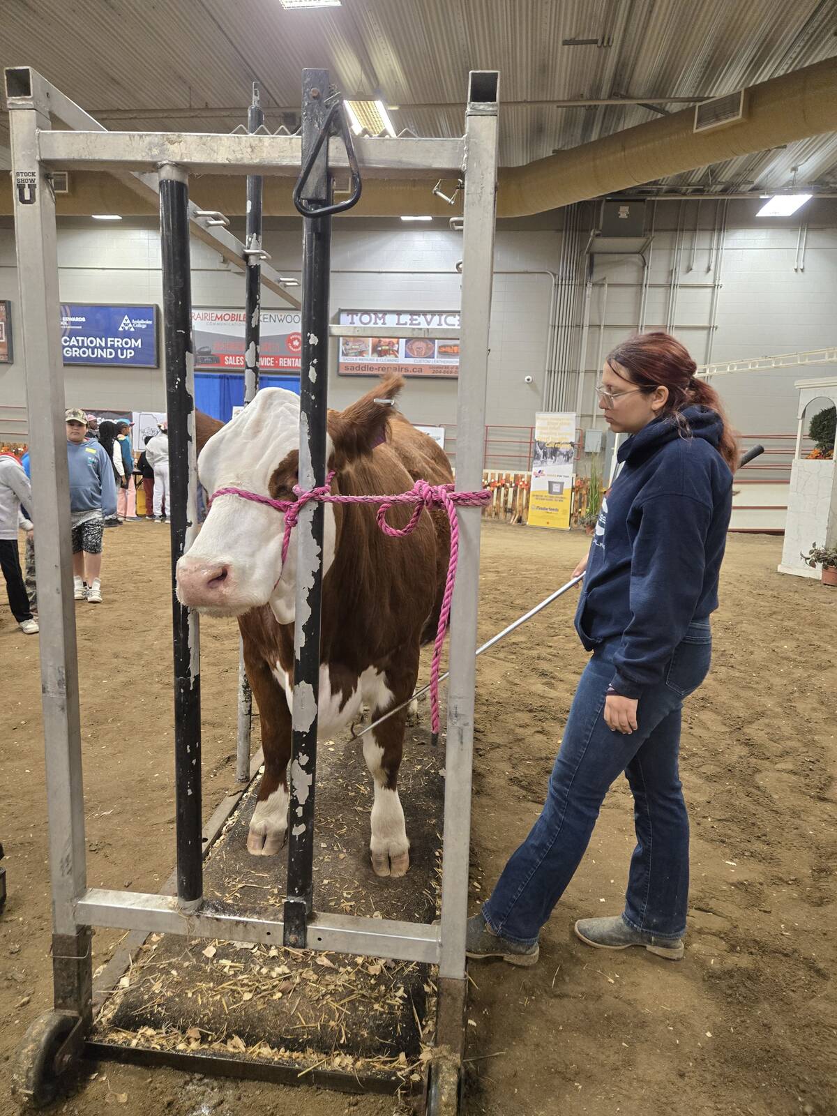 A young woman stqnds beside a cow tied into a portable pen in the barn at a farm show.