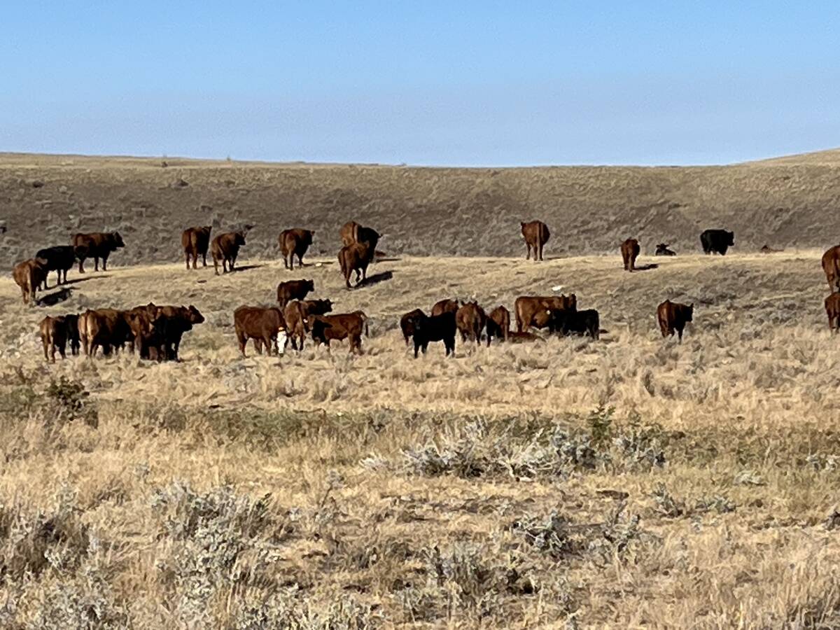 Black cattle in a pasture at Riverview Ranch near Grassy Lake, Alberta.