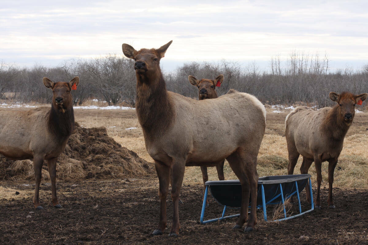 Four elk look toward the camera while standing in a pen near a bunk feeder.