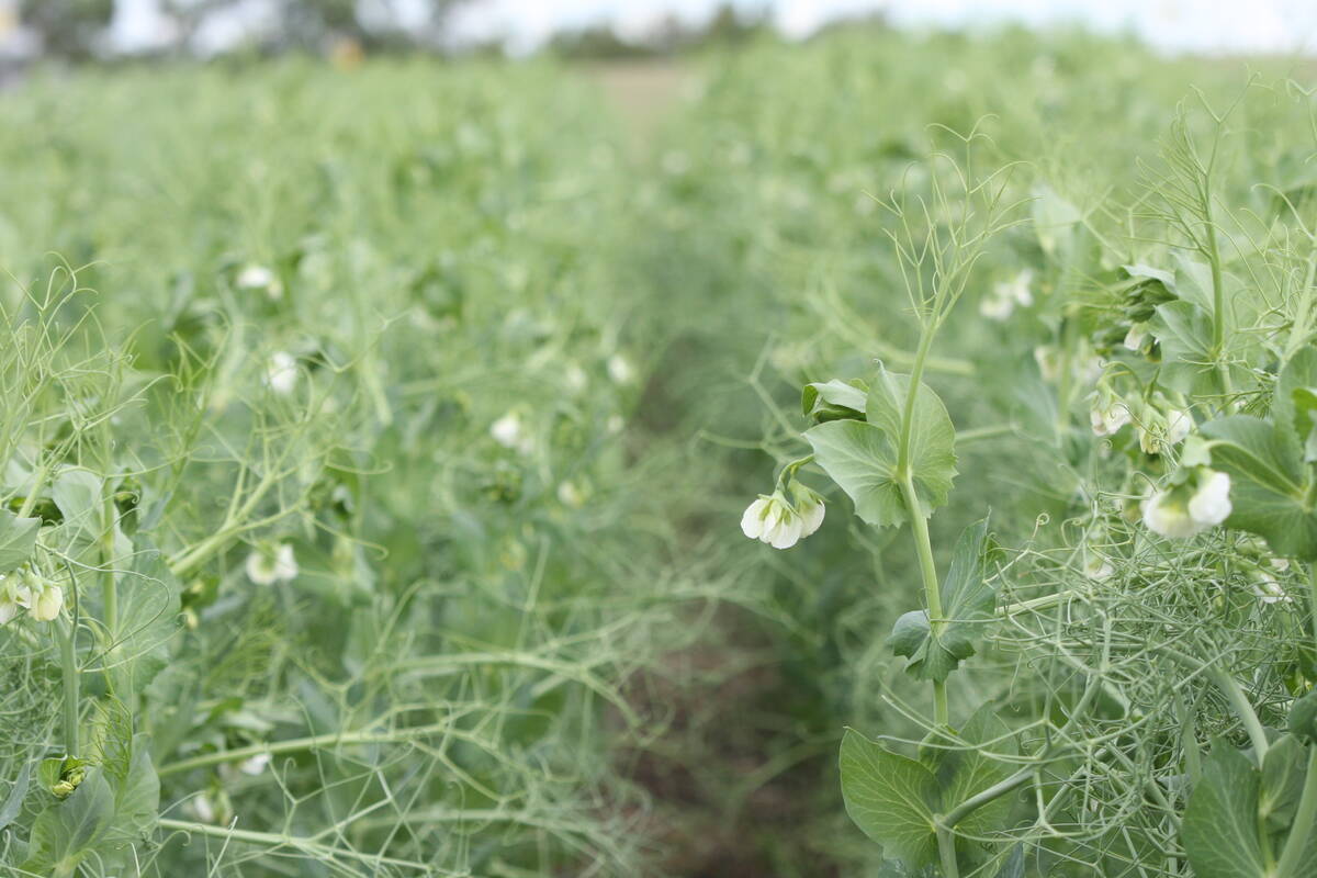 Field peas in flower at a Discovery Farm demonstration plot.