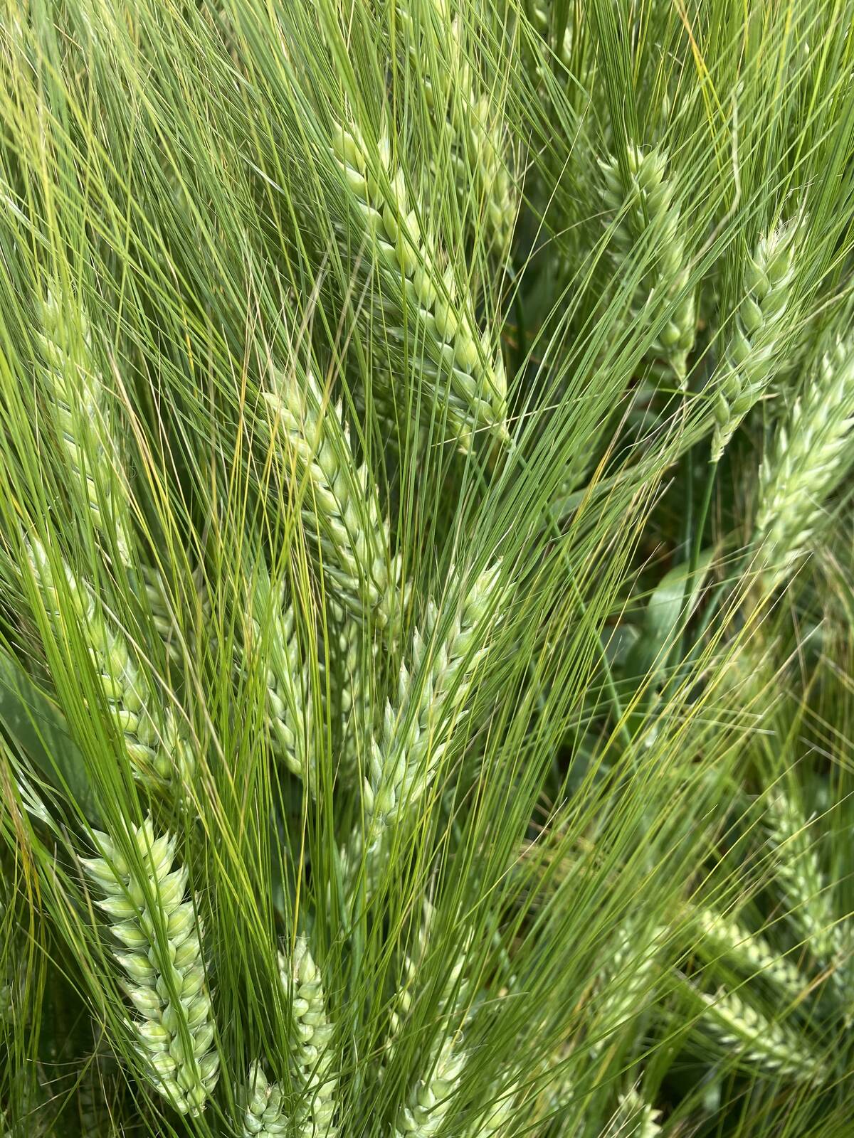 A close-up of the heads on some barley plants in a field.