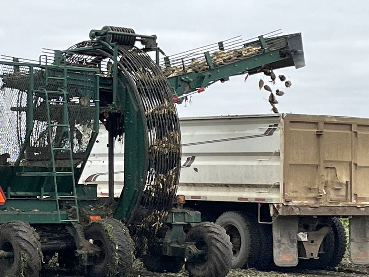 A beet harvesting machine loads freshly-picked beets into the box of a tandem-axle grain truck using a conveyor belt.