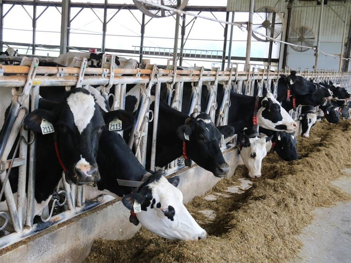 Dairy cows stick their heads through the openings in their pens to eat their food placed in the concrete alleyway.