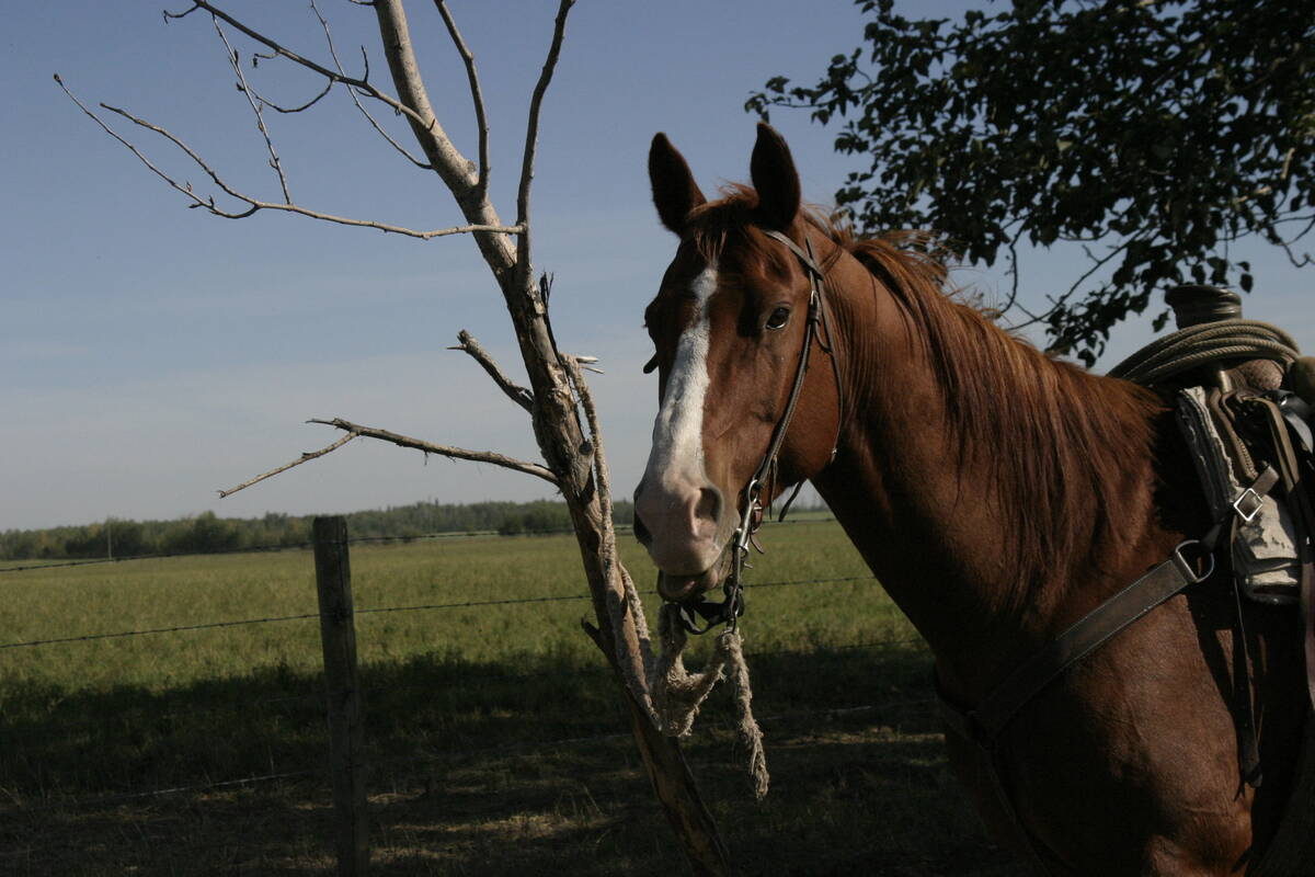 A horse with a saddle and a rope hung off the saddle's horn stands calmly in a pasture with its lead draped loosely around a dead tree.