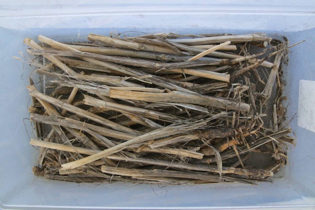A bunch of canola plant stems in the bottom of a clear plastic tote, each showing signs of verticillium stripe disease.