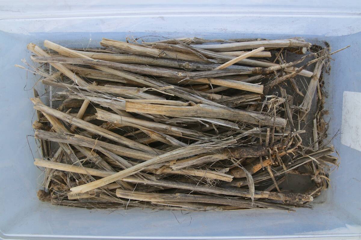 A bunch of canola plant stems in the bottom of a clear plastic tote, each showing signs of verticillium stripe disease.