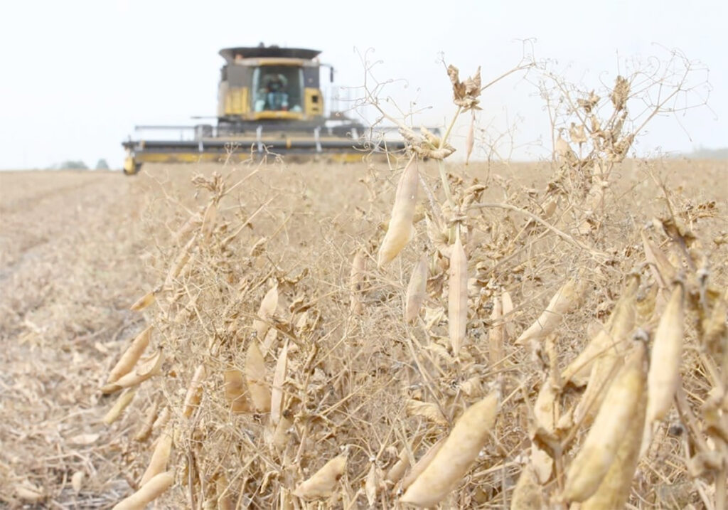 A close up of yellow peas with a combine coming directly toward the camera in the background.