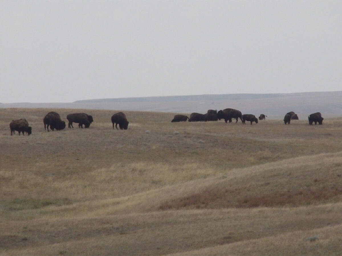 Bison graze on a hilltop in Grasslands National Park.