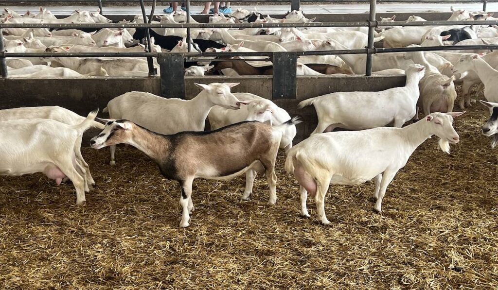 Dairy goats on a farm near Norwich, Ont. in July 2025. Photo: Kristy Nudds 