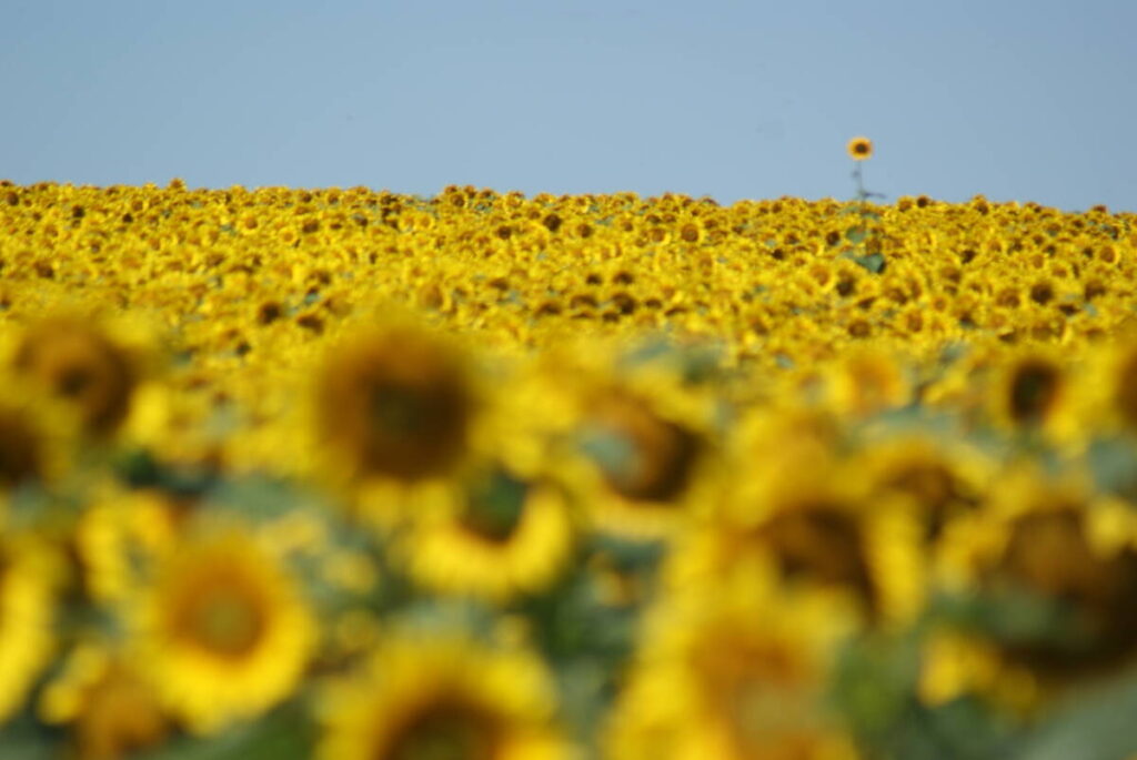 A sunflower field in full bloom.