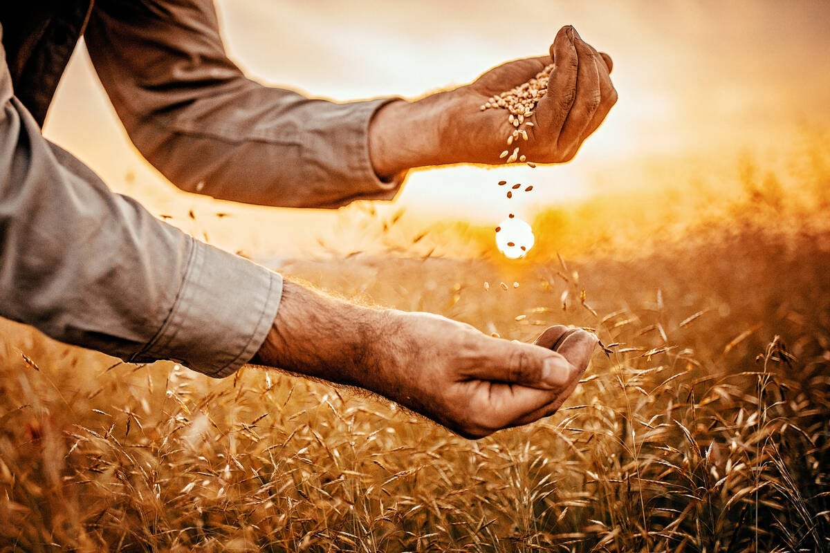 A farmer is holding grain his left hand, pouring it downward to his waiting right hand, with the sun setting over a wheat field in the background.